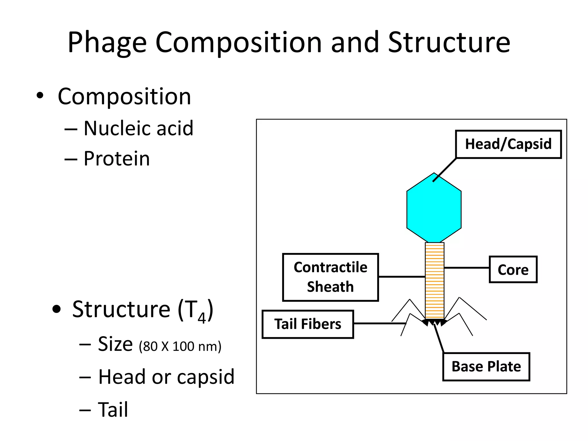 Phage Composition and Structure
• Composition
  – Nucleic acid
                                            Head/Capsid
  – Protein



                             Contractile         Core
                               Sheath
 • Structure (T4)         Tail Fibers
   – Size (80 X 100 nm)
                                           Base Plate
   – Head or capsid
   – Tail
 