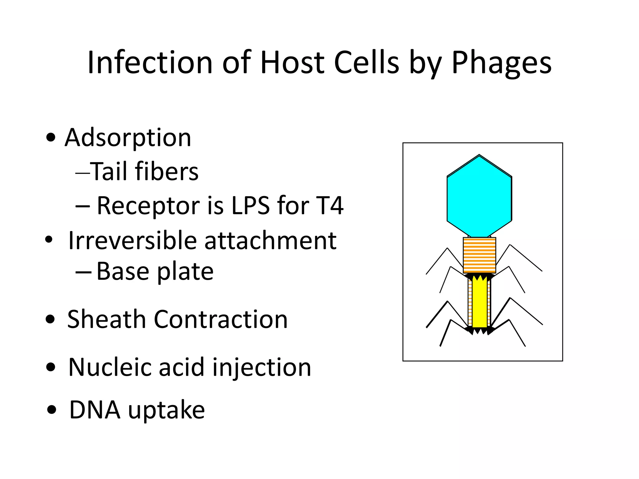 Infection of Host Cells by Phages

• Adsorption
   –Tail fibers
   – Receptor is LPS for T4
• Irreversible attachment
   – Base plate
• Sheath Contraction
• Nucleic acid injection
• DNA uptake
 