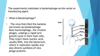 The experiments implicated a bacteriophage as the vector or
transducing agent.
• What is Bacteriophage?
• The virus that infect the bacteria
are known as bacteriophage.
Most bacteriophage, the virulent
phages, undergo a rapid lyric
growth cycle in their host cells.
They inject there nucleic acid,
usually DNA, into the bacterium,
where it replicates rapidly and
also directs synthesis of new
phage proteins.
 