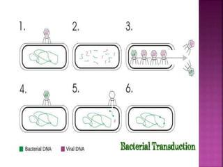 Transduction Check Transduction | PPTX