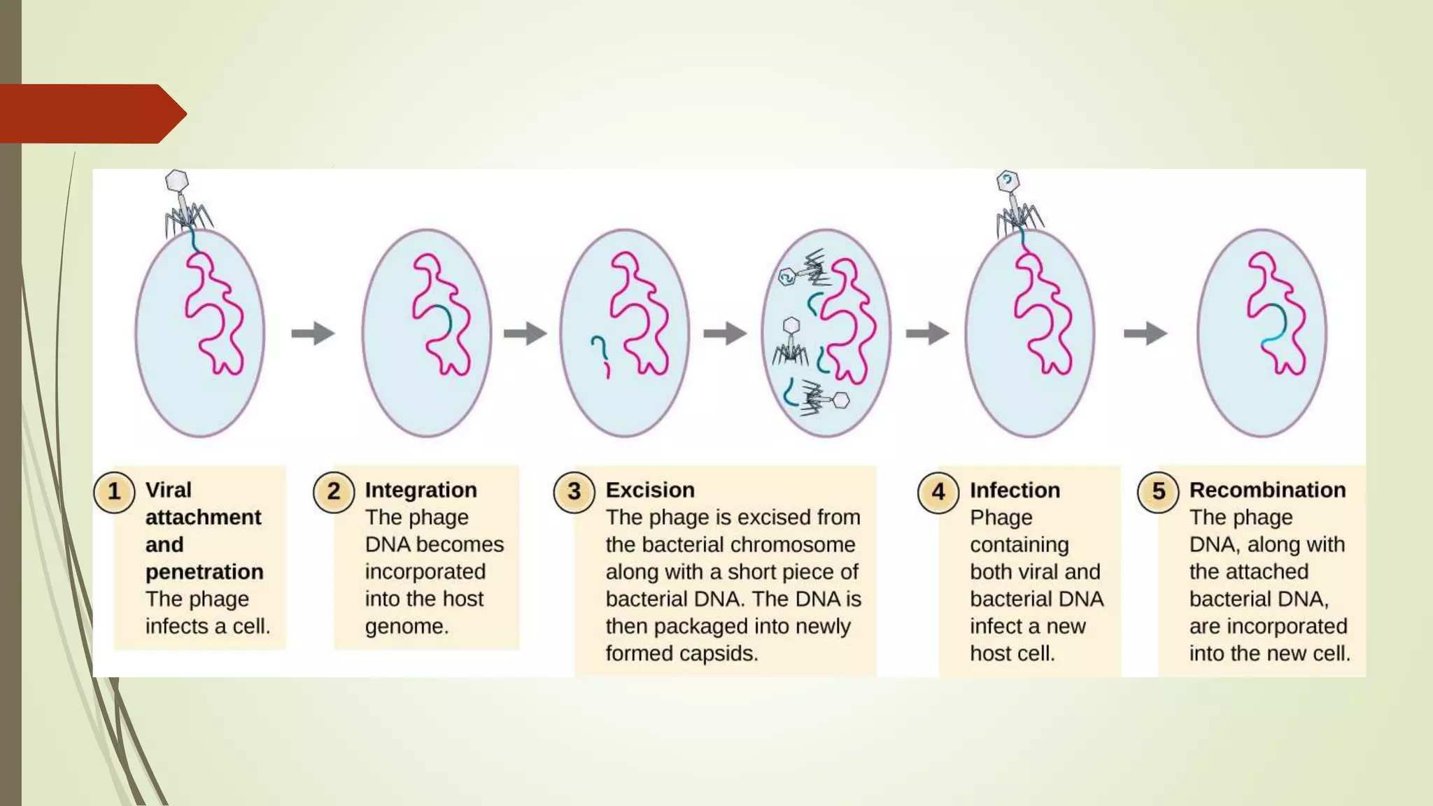 Transduction | PPTX