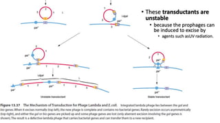 Transduction.pdf