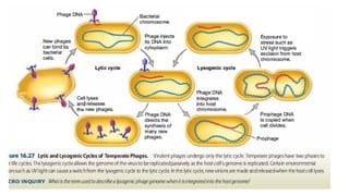 Transduction.pdf