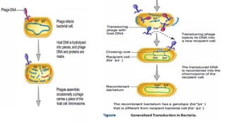 Transduction.pdf