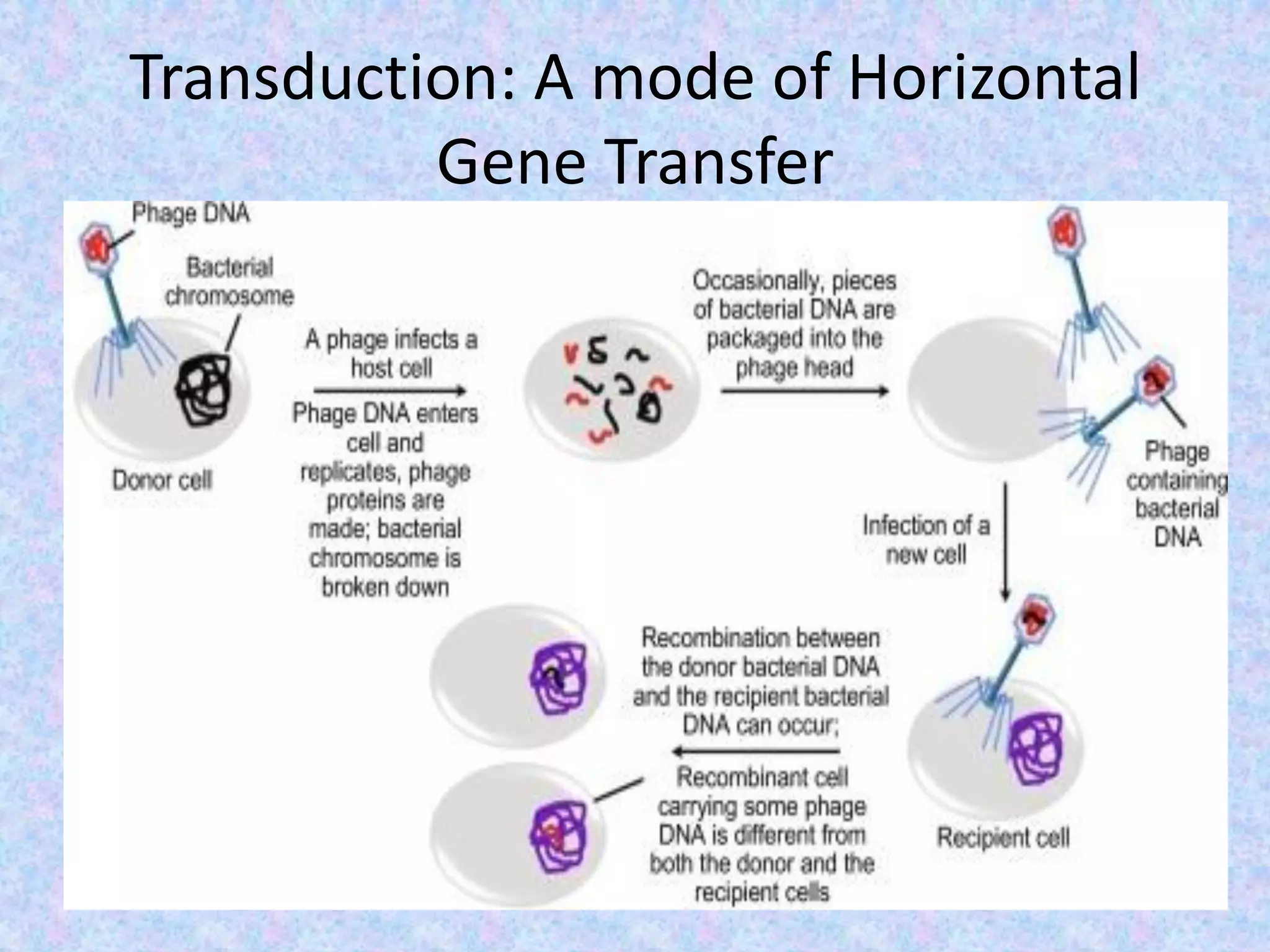 Transduction: A mode of Horizontal
Gene Transfer
 