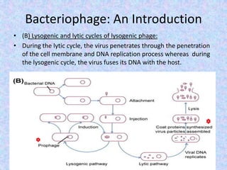 Bacteriophage: An Introduction
• (B) Lysogenic and lytic cycles of lysogenic phage:
• During the lytic cycle, the virus penetrates through the penetration
of the cell membrane and DNA replication process whereas during
the lysogenic cycle, the virus fuses its DNA with the host.
 