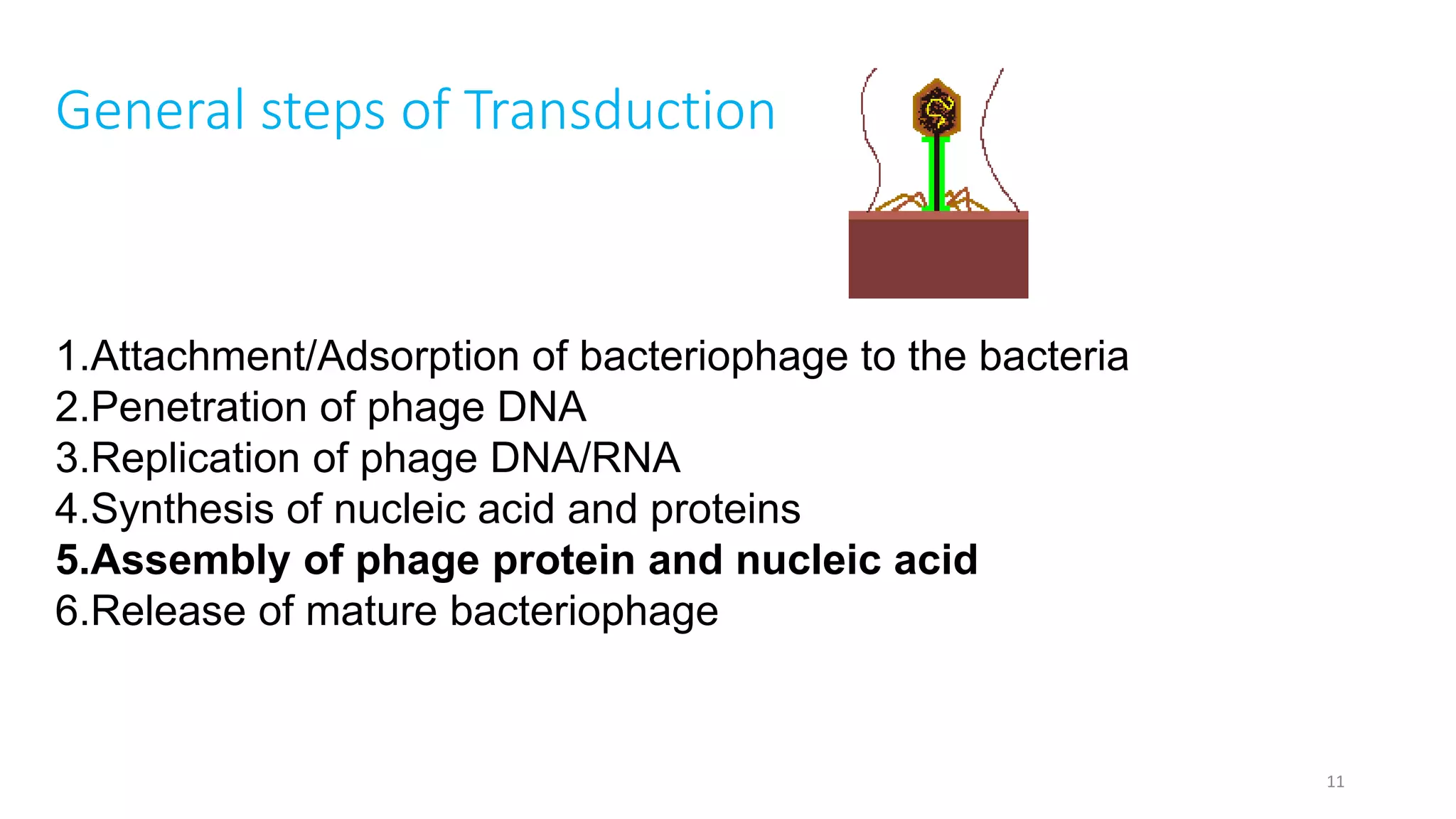General steps of Transduction
11
1.Attachment/Adsorption of bacteriophage to the bacteria
2.Penetration of phage DNA
3.Replication of phage DNA/RNA
4.Synthesis of nucleic acid and proteins
5.Assembly of phage protein and nucleic acid
6.Release of mature bacteriophage
 
