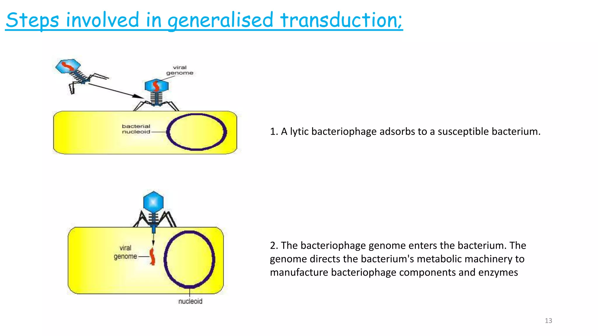 Steps involved in generalised transduction;
1. A lytic bacteriophage adsorbs to a susceptible bacterium.
2. The bacteriophage genome enters the bacterium. The
genome directs the bacterium's metabolic machinery to
manufacture bacteriophage components and enzymes
13
 