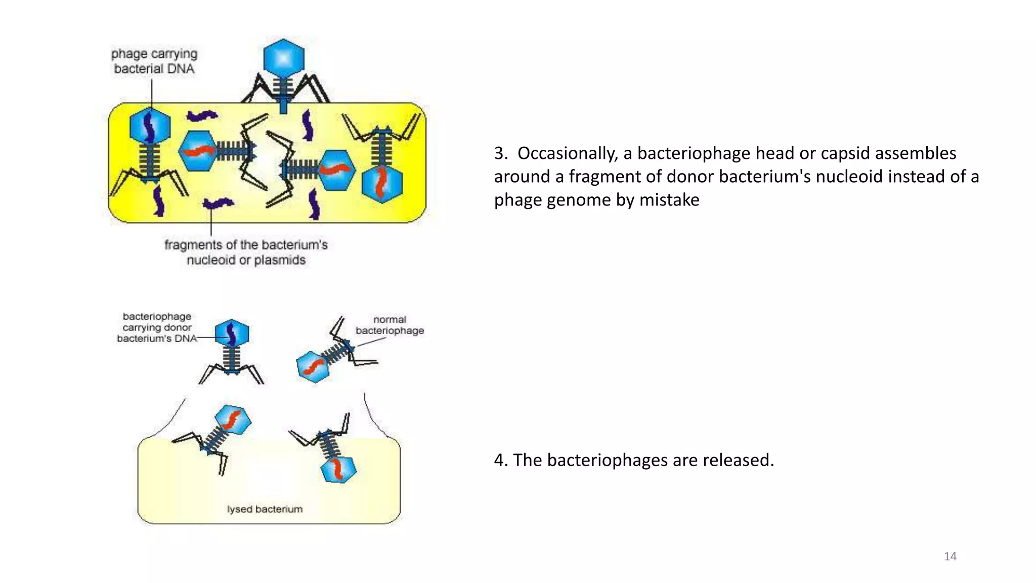3. Occasionally, a bacteriophage head or capsid assembles
around a fragment of donor bacterium's nucleoid instead of a
phage genome by mistake
4. The bacteriophages are released.
14
 