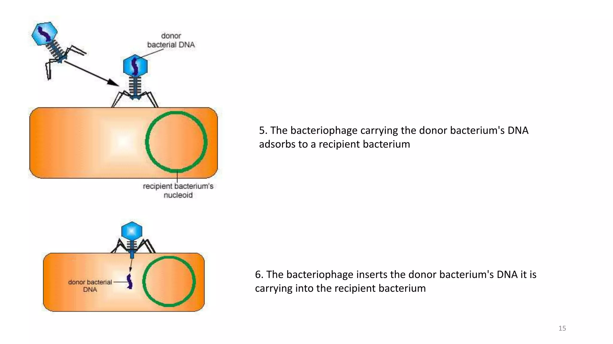 5. The bacteriophage carrying the donor bacterium's DNA
adsorbs to a recipient bacterium
6. The bacteriophage inserts the donor bacterium's DNA it is
carrying into the recipient bacterium
15
 