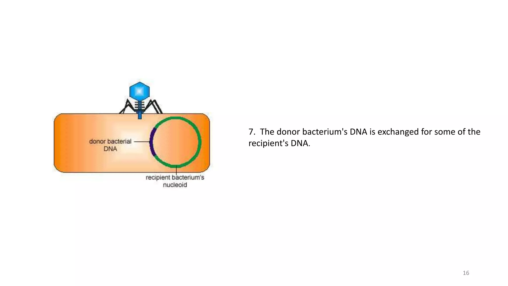 7. The donor bacterium's DNA is exchanged for some of the
recipient's DNA.
16
 