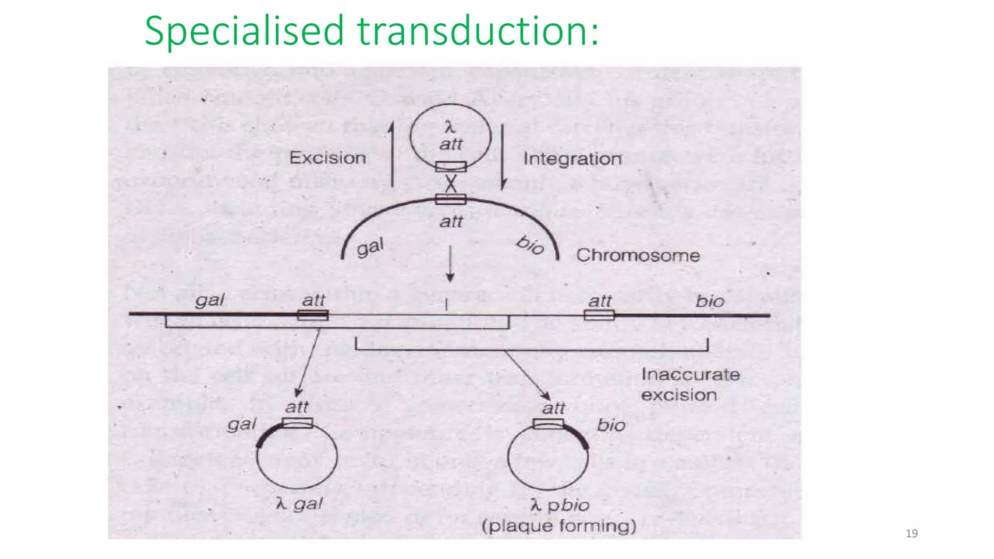 Specialised transduction:
19
 