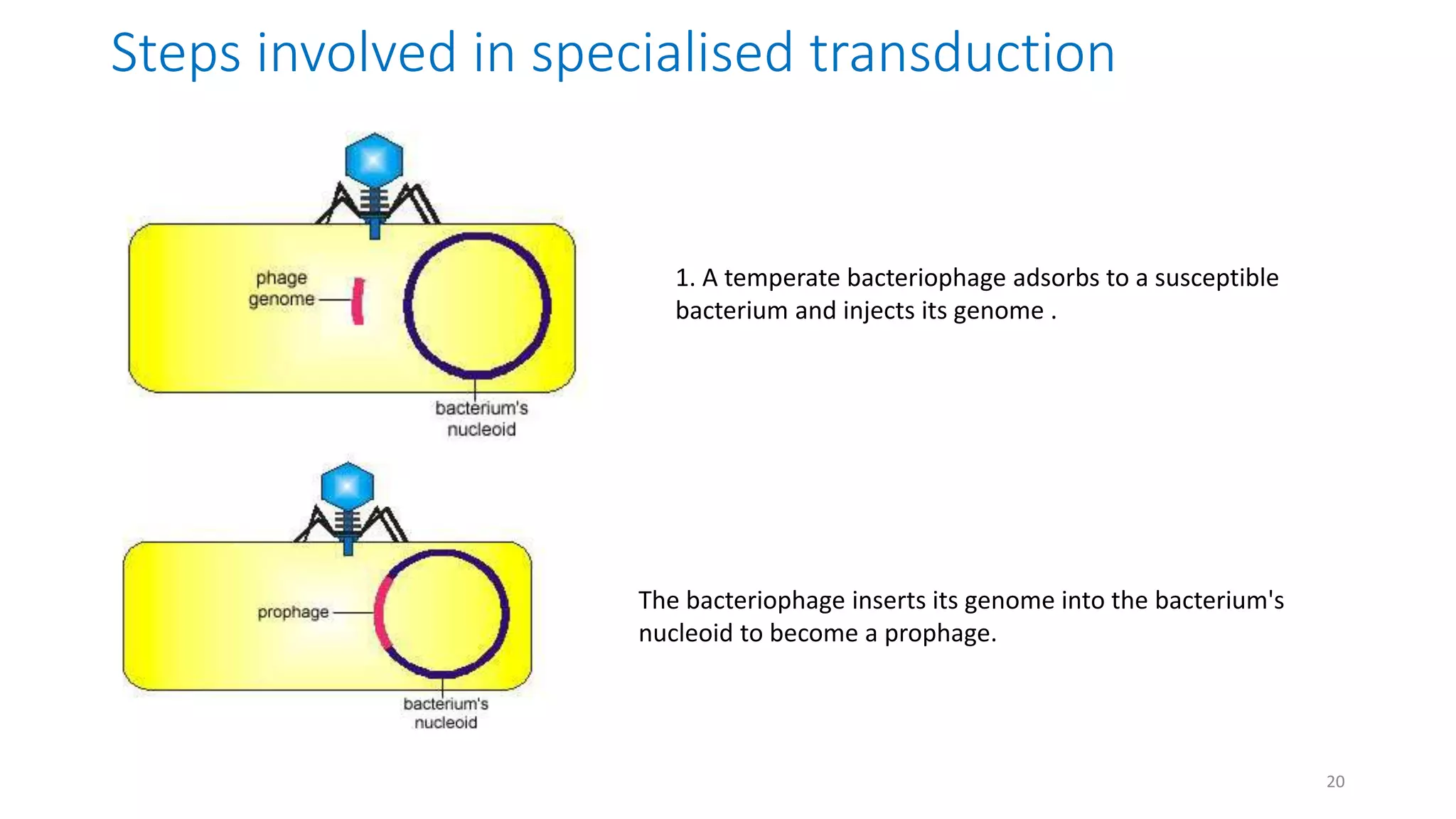 Steps involved in specialised transduction
1. A temperate bacteriophage adsorbs to a susceptible
bacterium and injects its genome .
The bacteriophage inserts its genome into the bacterium's
nucleoid to become a prophage.
20
 