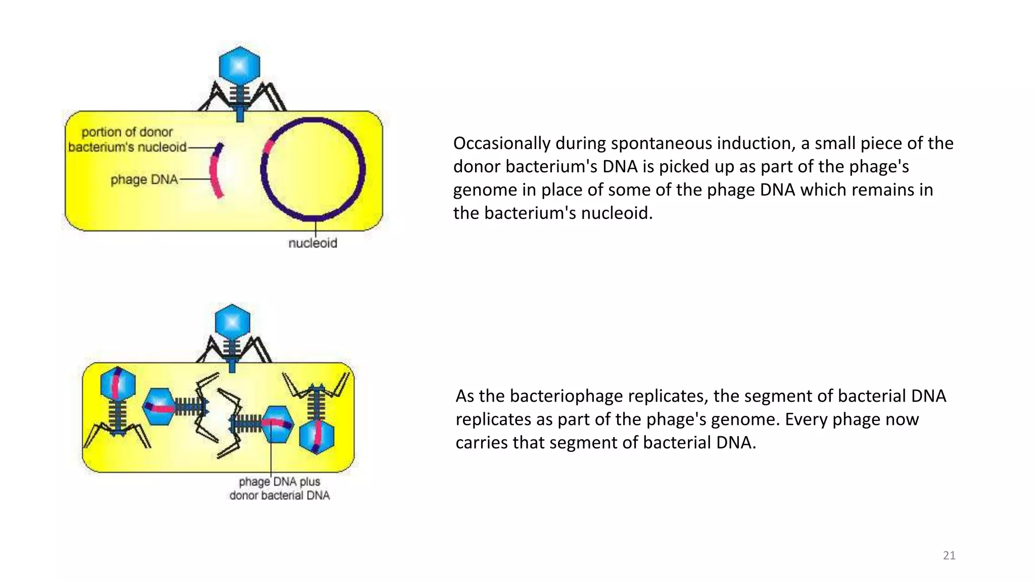 Occasionally during spontaneous induction, a small piece of the
donor bacterium's DNA is picked up as part of the phage's
genome in place of some of the phage DNA which remains in
the bacterium's nucleoid.
As the bacteriophage replicates, the segment of bacterial DNA
replicates as part of the phage's genome. Every phage now
carries that segment of bacterial DNA.
21
 