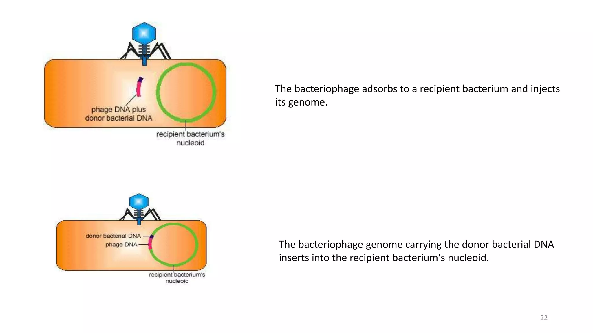 The bacteriophage adsorbs to a recipient bacterium and injects
its genome.
The bacteriophage genome carrying the donor bacterial DNA
inserts into the recipient bacterium's nucleoid.
22
 