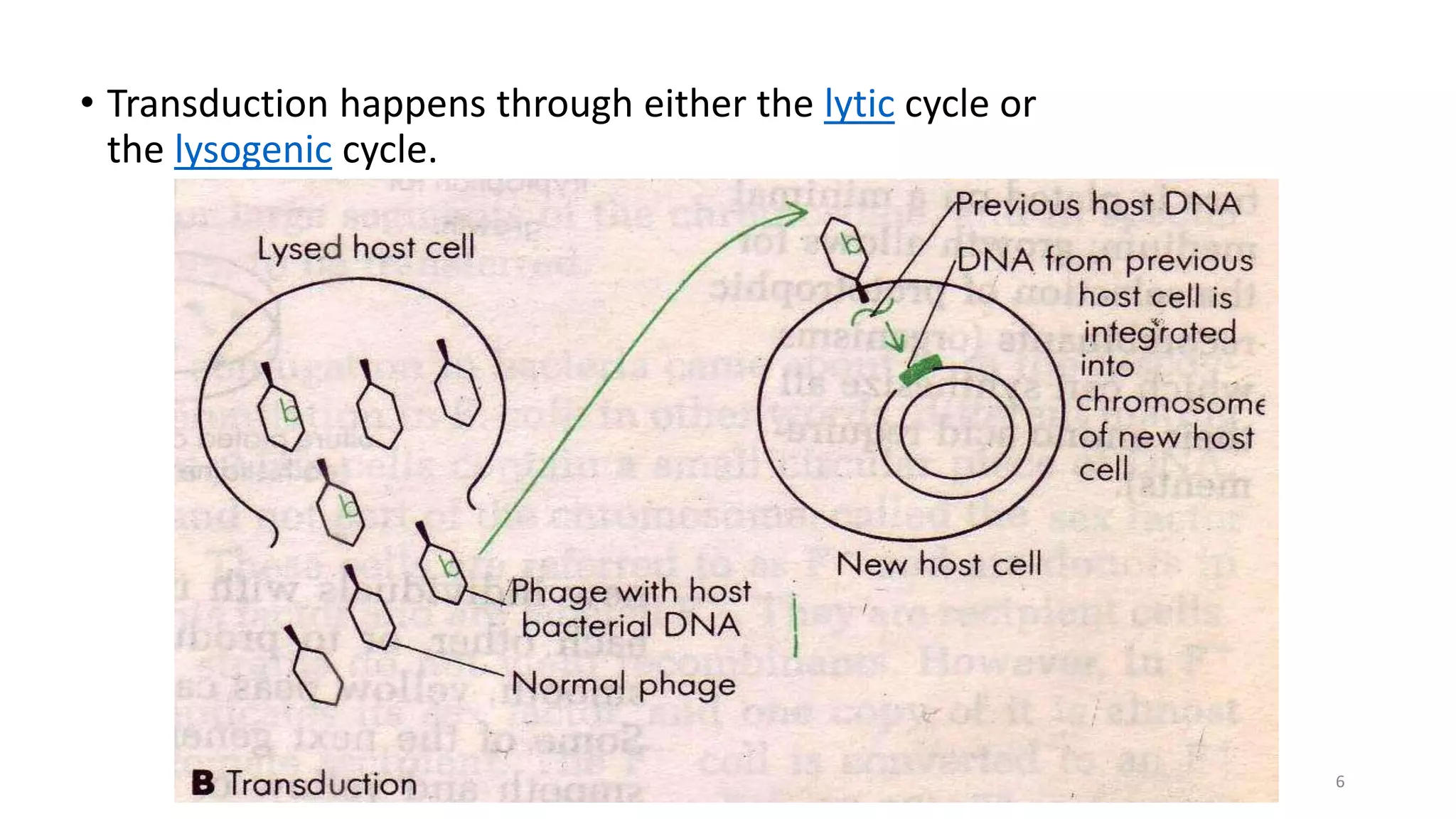 • Transduction happens through either the lytic cycle or
the lysogenic cycle.
6
 