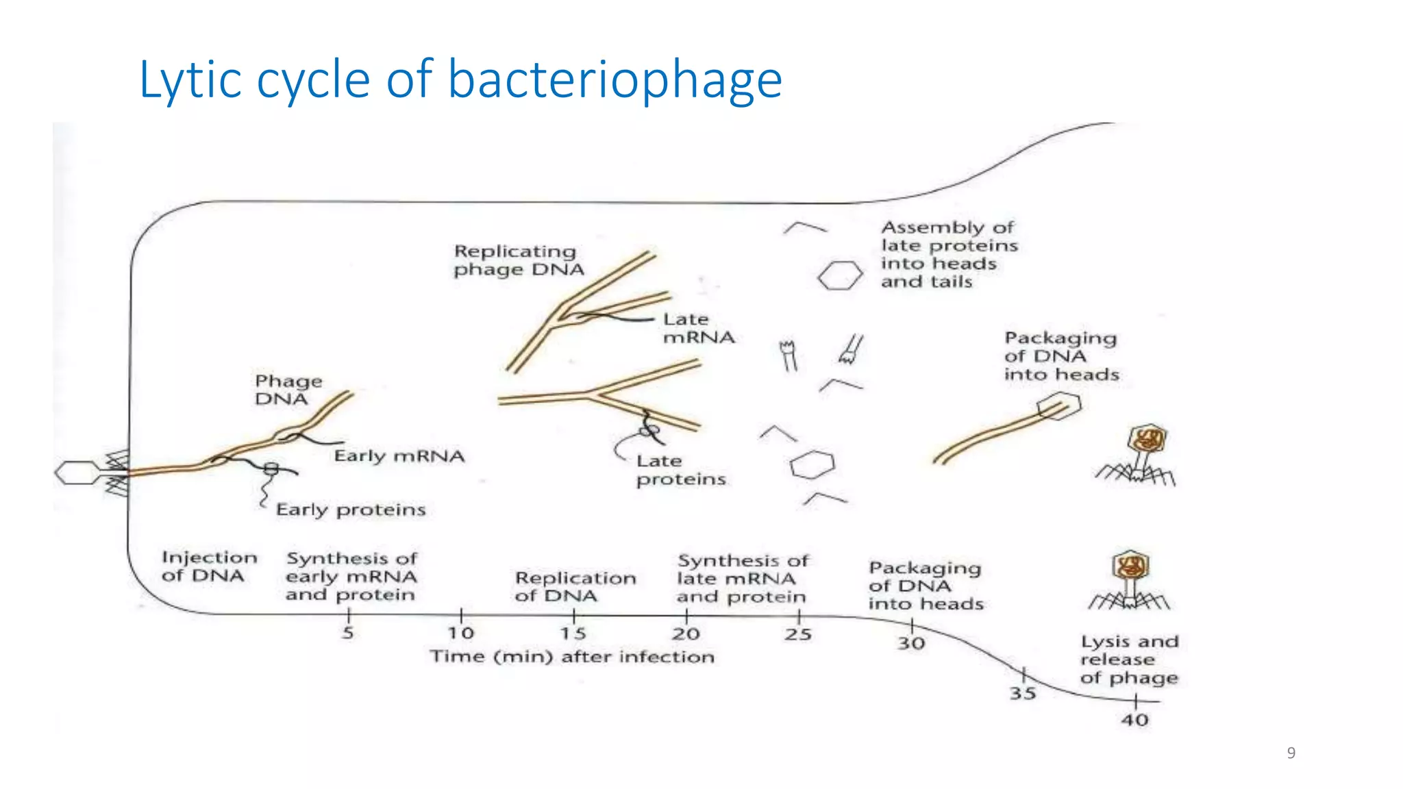 Lytic cycle of bacteriophage
9
 