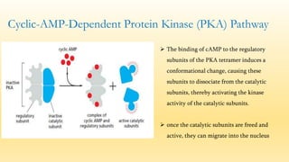cell signaling and Transduction Pathways | PPTX