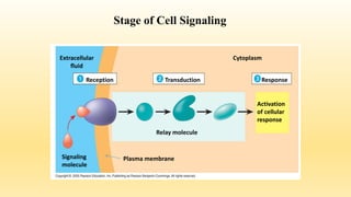 Cellular Response cell signaling and Transduction Pathways | PPTX