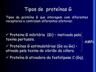 Tipos de proteínas G
Tipos de proteína G que interagem com diferentes
receptores e controlam diferentes efetores:



 Proteina G inibitória (Gi) – inativada pela
toxina pertussis.
                                                AMPc
 Proteínas G estimulatórias (Gs ou Ge) –
ativada pela toxina do vibrião da cólera.
 Proteína G ativadora da fosfolipase C (Gq).‫‏‬
 
