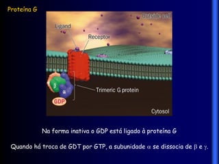 Proteína G




             Na forma inativa o GDP está ligado à proteína G

 Quando há troca de GDT por GTP, a subunidade  se dissocia de  e .
 