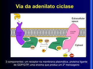 Via da adenilato ciclase




3 componentes: um receptor na membrana plasmática, proteína ligante
      de GDP/GTP, uma enzima que produz um 2º mensageiro
 