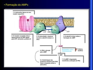 • Formação do AMPc

       1- A adrenalina liga-se ao seu
       recptor específico




     2- O receptor ocupado induz o      3- A subunidade  desloca-                    4- A adenilil ciclase catisa a
     deslocamento do GDP ligado         se para a adenilil ciclase e a                formação do cAMP
     pelo GTP, ativando a proteína G    ativa




                                                                                  Nucleotídio cíclico          Cafeína,
                                              5- PKA é ativada                                                 teofilina
                                                                                  fosfodiasterase
                                              pelo cAMP

                                                                             5´-AMP


                                                                                  7- O cAMP é degradado,
                                              6- A fosforilação das
                                                                                  revertendo a ativação da PKA
                                              proteínas celulares pela PKA
                                              induz a resposta celular à
                                              adrenalina
 