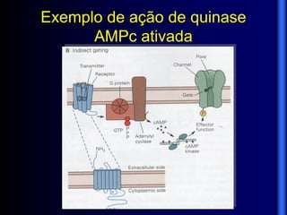 Exemplo de ação de quinase
      AMPc ativada
 