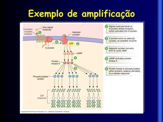 Exemplo de amplificação
 