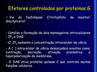 Efetores controlados por proteínas G
 Via da fosfolipase       C/trifosfato   de   inositol/
diacilglicerol:


- Catalisa a formação de dois mensageiros intracelulares
- IP3 e DAG
- O IP3 aumenta a concentração intracelular de cálcio.
- A [ ] intracelular de cálcio desencadeia eventos como:
contração,     secreção,      ativação   enzimática    e
hiperpolarização de membrana.
- O DAG ativa proteína quinase C que controla muitas
funções celulares.
 