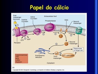 Papel do cálcio
 