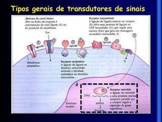 Tipos gerais de transdutores de sinais




                  4
 