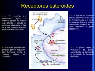 Receptores esteróides
1 - O hormônio (H),                       2 – A ligação do hormônio
transportado      ligado     a            altera a conformação de Rec;
proteínas séricas até o tecido            ele forma dímeros com outros
alvo, difunde-se através da               complexos e liga-se a regiões
membrana plasmática e liga-               regulatórias específicas no
se à sua proteína receptora               DNA, adjacente a genes
específica (Rec) no núcleo                específicos.




4 – Os níveis alterados dos                3 – A ligação regula a
produtos gênicos regulados                 transcrição  de    genes,
pelo hormônio produz a                     aumentando ou diminuindo
resposta     celular     ao                a velocidade de formação
hormônio                                   do RNAm
 