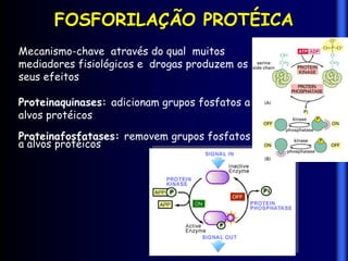 FOSFORILAÇÃO PROTÉICA
Mecanismo-chave através do qual muitos
mediadores fisiológicos e drogas produzem os
seus efeitos

Proteinaquinases: adicionam grupos fosfatos a
alvos protéicos
Proteinafosfatases: removem grupos fosfatos
a alvos protéicos
 