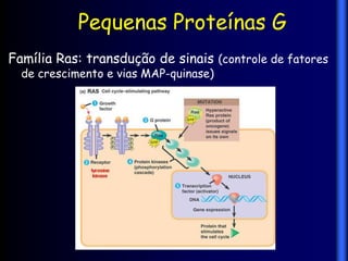 Pequenas Proteínas G
Família Ras: transdução de sinais (controle de fatores
  de crescimento e vias MAP-quinase)‫‏‬
 