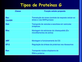 Tipos de Proteínas G
         Classe                   Função celular proposta


Rac                Transdução de sinais (controle da resposta celular ao
Cdc42H             stress e vias MAPquinase)‫‏‬

Rab                Transporte de vesíulas e exocitose em vesículas
                   sinápticas

Rho                Montagem de estruturas do citoesqueleto (Ex:
                   microfilamentos de actina)‫‏‬



ARF                Montagem e funcionamento do CG

EF-2               Regulação da síntese de proteínas nos ribossomos


Ran                Transporte núcleo-citoplasma de
                   RNA e proteína
 