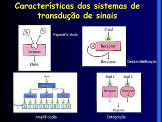 Características dos sistemas de
     transdução de sinais

               Especificidade




                                             Dessensibilização




     Amplificação               Integração
 