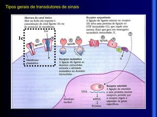 Tipos gerais de transdutores de sinais




      1c
 