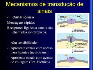 Mecanismos de transdução de
          sinais
• Canal iônico
Mensagens rápidas
Receptores ligados a canais são
   chamados ionotrópicos.

- Alta sensibilidade.
- Apresenta canais com acesso
  para ligantes (neurotrans.)
- Apresenta canais com acesso
  de voltagem (Pot. Elétrico).
 