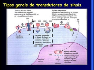Tipos gerais de transdutores de sinais


             2
 