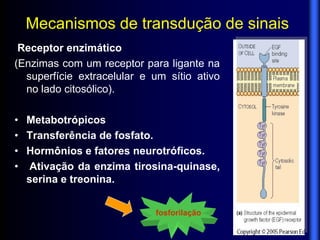 Mecanismos de transdução de sinais
 Receptor enzimático
(Enzimas com um receptor para ligante na
  superfície extracelular e um sítio ativo
  no lado citosólico).

• Metabotrópicos
• Transferência de fosfato.
• Hormônios e fatores neurotróficos.
• Ativação da enzima tirosina-quinase,
  serina e treonina.


                            fosforilação
 