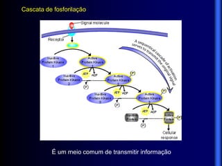 Cascata de fosforilação




          É um meio comum de transmitir informação
 