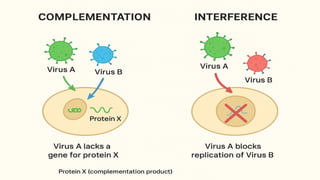 Transducing Viruses, Viral Evolution, and Cross-Phylogenetic Gene ...