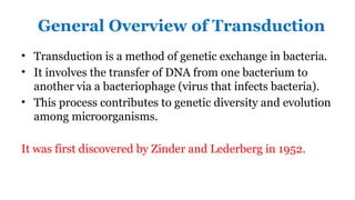 Transducing Viruses, Viral Evolution, and Cross-Phylogenetic Gene ...