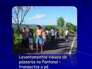 Levantamentos visuais de
pássaros no Pantanal –
transectos a pé
 
