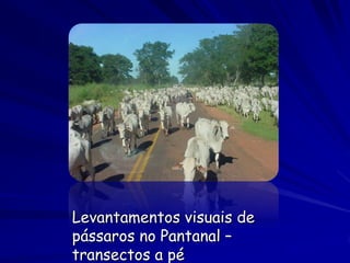 Levantamentos visuais de
pássaros no Pantanal –
transectos a pé
 