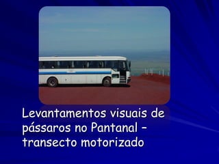 Levantamentos visuais de
pássaros no Pantanal –
transecto motorizado
 
