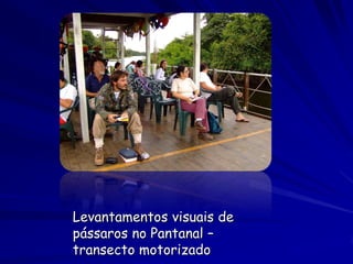 Levantamentos visuais de
pássaros no Pantanal –
transecto motorizado
 