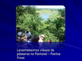 Levantamentos visuais de
pássaros no Pantanal – Pontos
fixos
 