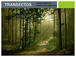 TRANSECTOS
Violeta Castañeda
Análisis de la vegetación
 